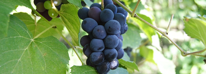 A brief history of the grape – Chapter 1
